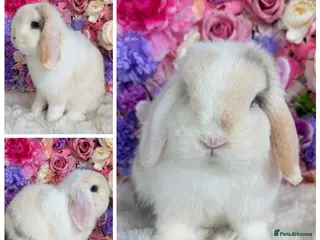 Mini Lop rabbits 🌸 Purebred, Friendly Mini Lops 🌸 xxx - Advert 16
