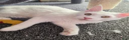 Maine Coon cats for sale: Maine coon Blue eyes + Long Hair - Advert 10