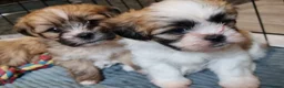 Shih Tzu dogs for sale: Shih tzu puppies for sale - Advert 2