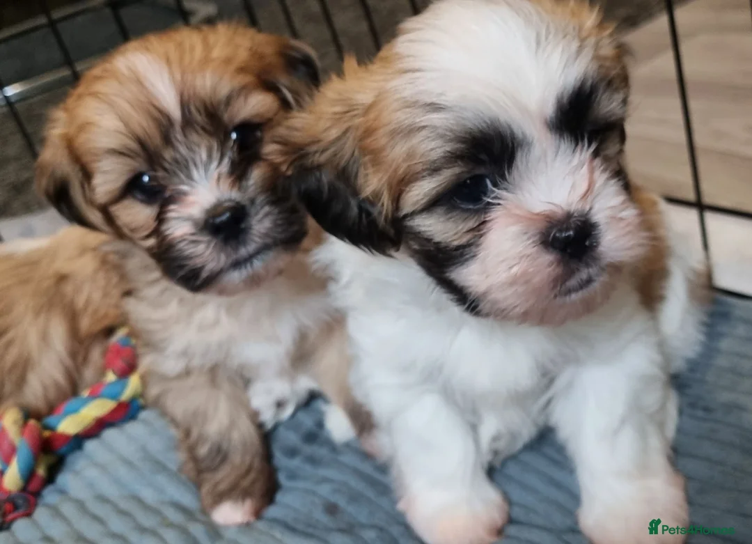 Shih Tzu dogs for sale: Shih tzu puppies for sale - Advert 2