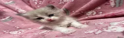 Ragdoll cats for sale: Beautiful mink & traditional ragdoll kittens  - Advert 19