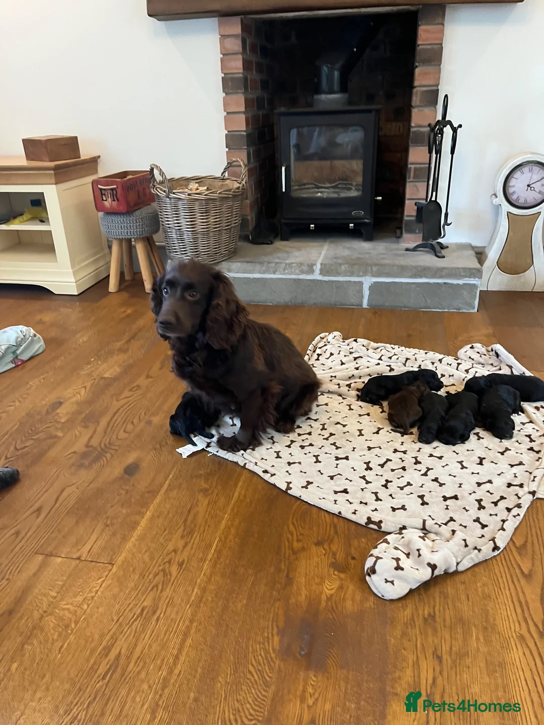 Cockapoo dogs for sale: 6 stunning F1 cockapoo puppies, black and browns  - Advert 2