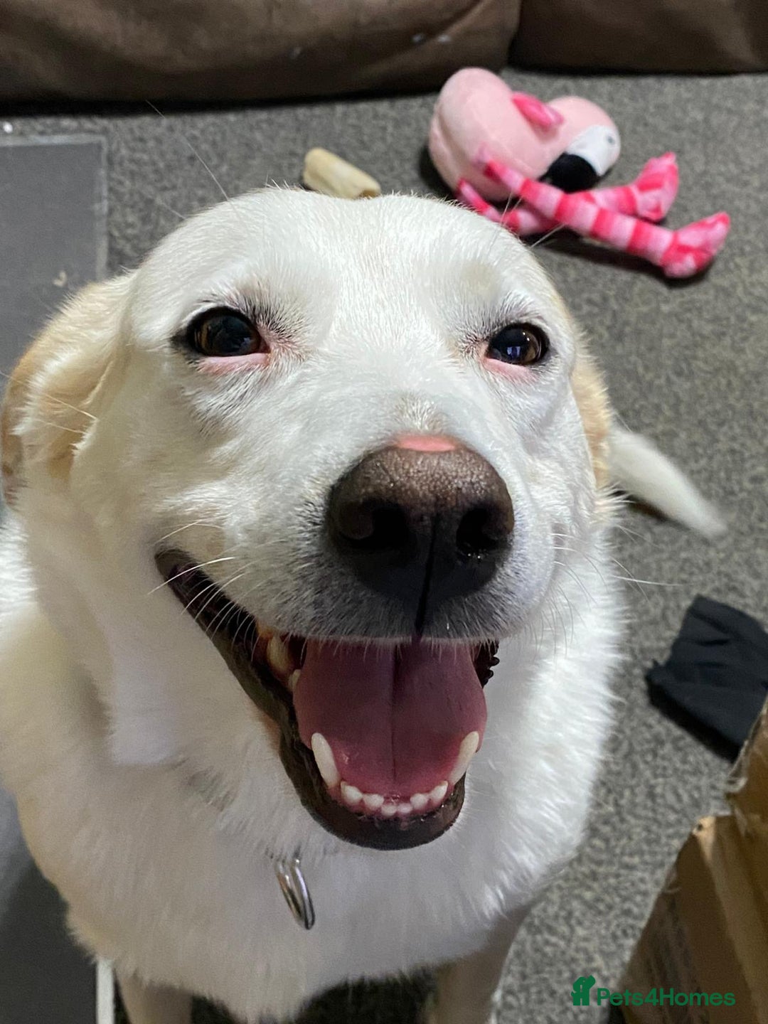 Mixed Breed dogs for sale: Murphy - Image 2