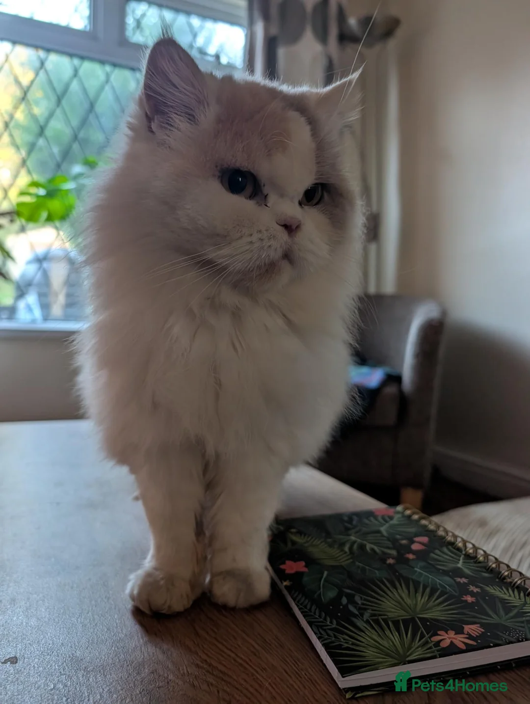 British Longhair cats for sale: Lola is looking for a new home  - Advert 3