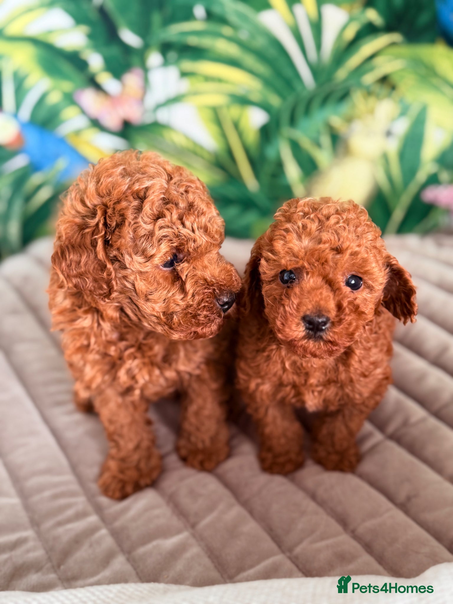 Toy Poodle dogs for sale: Beautiful Toy Poodle Available-One Girl & Boy 🐾❤️ - Advert 3