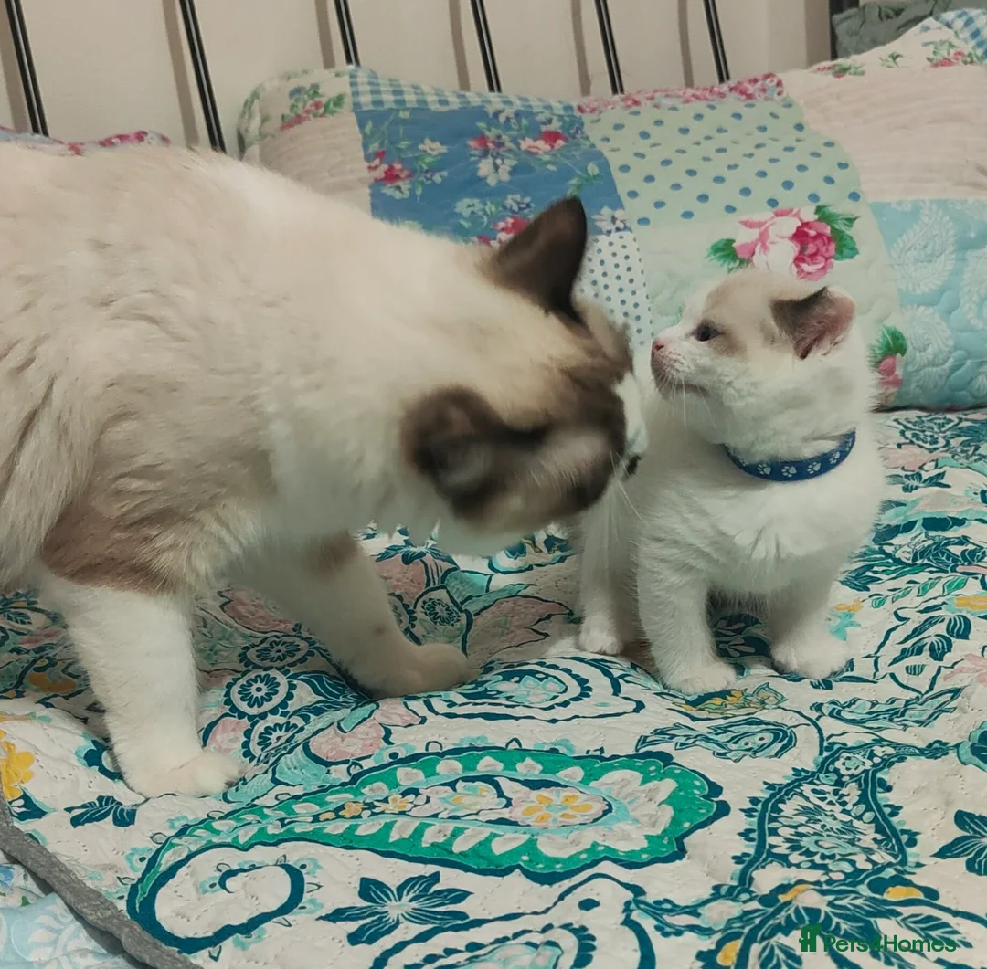 Ragdoll cats for sale: Give Your Heart a Friend-Beautiful Ragdoll Kittens - Advert 5