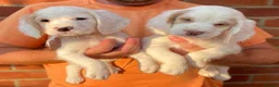 Clumber Spaniel dogs for sale: Health Tested Working Cocker x Clumber Puppies - Advert 5