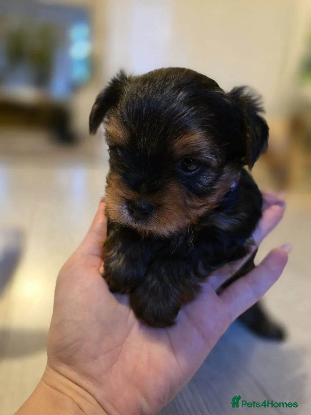 Yorkshire Terrier dogs for sale: Yorkshire terrier puppies  - Advert 9