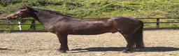 New Forest horses for sale: Spud - Versatile like a potato but better looking  - Advert 2