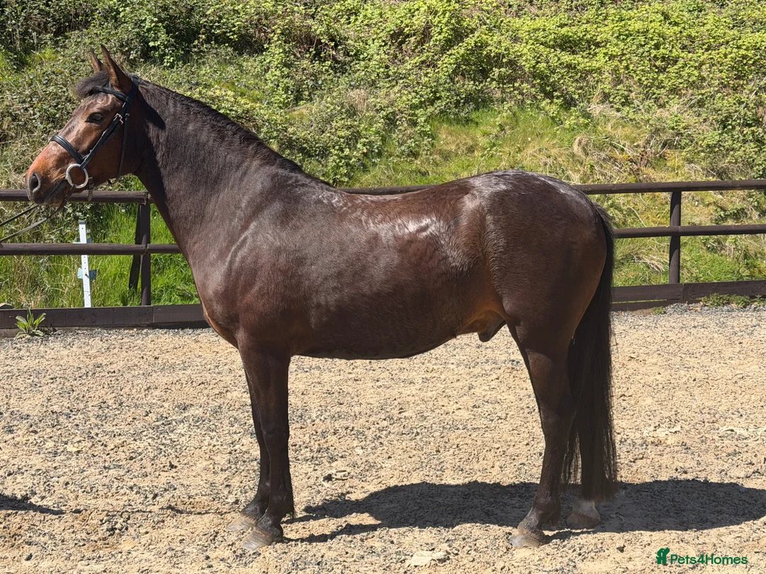 New Forest horses for sale: Spud - Versatile like a potato but better looking  - Advert 2