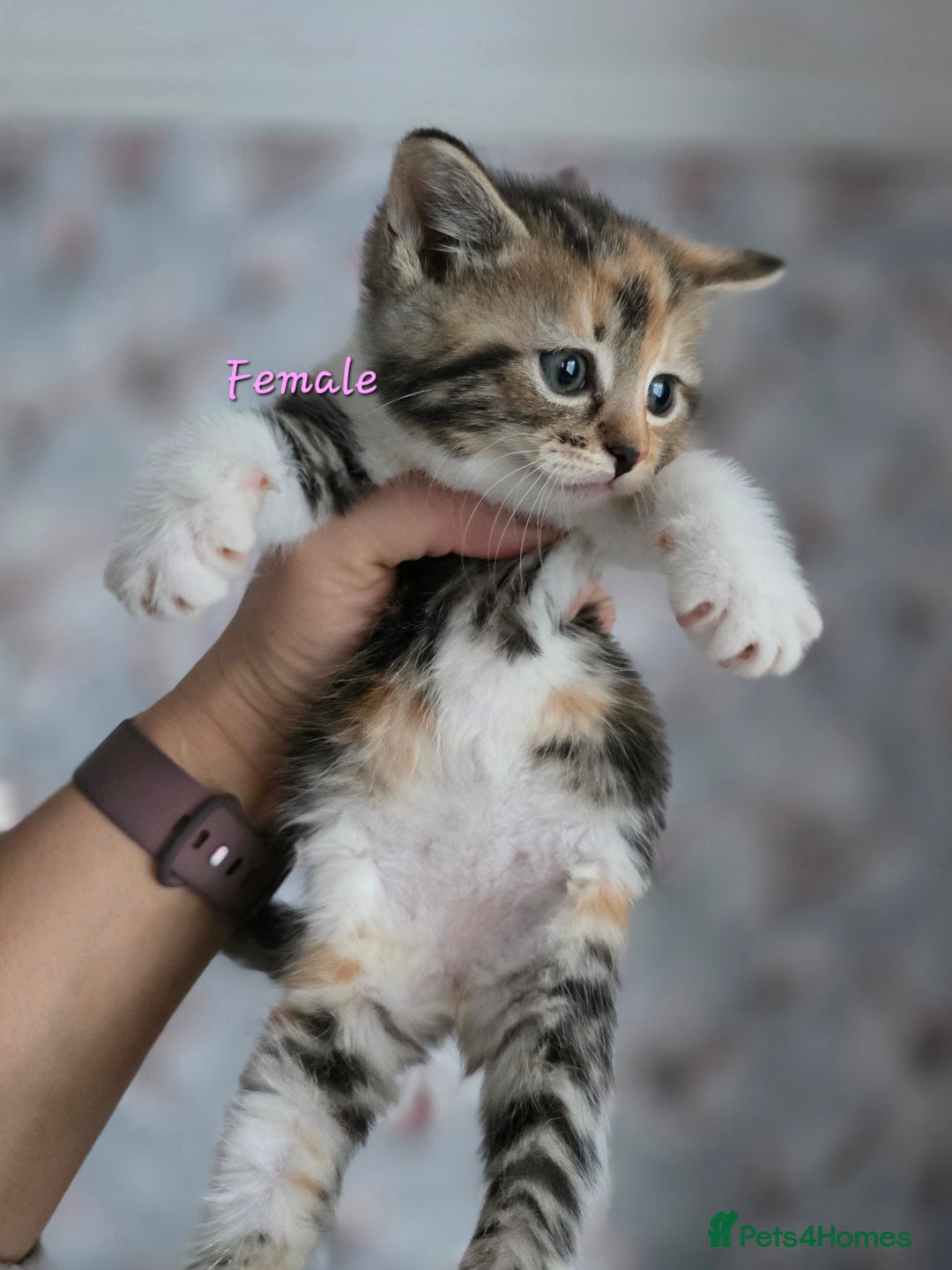 Mixed Breed cats for sale: Lovely kittens - Advert 9