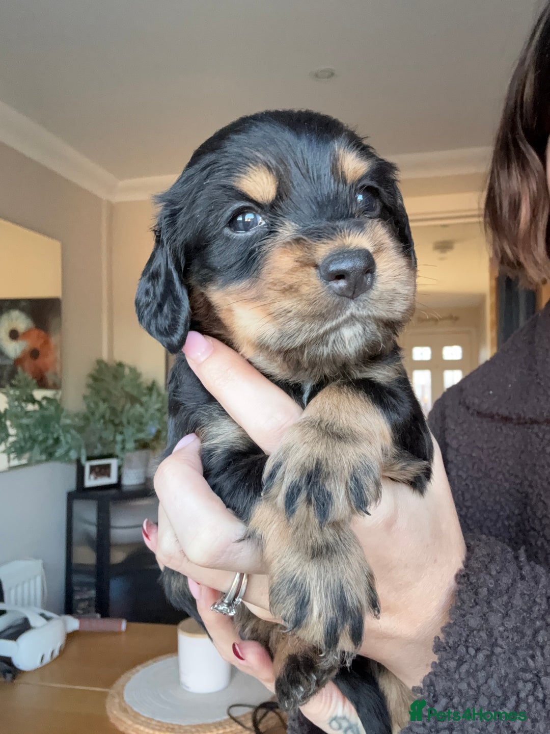 Cocker Spaniel dogs for sale: Beautiful KC Registered- Cocker Spaniel Pups   - Advert 5