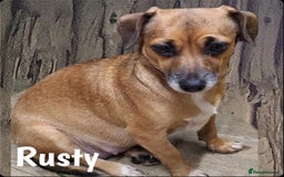 Jack Russell dogs for sale: miniature Jack Russell Puppies - Image 17