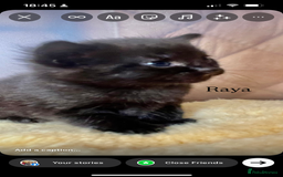 Maine Coon cats for sale: Maine coon cross kittens  - Image 6