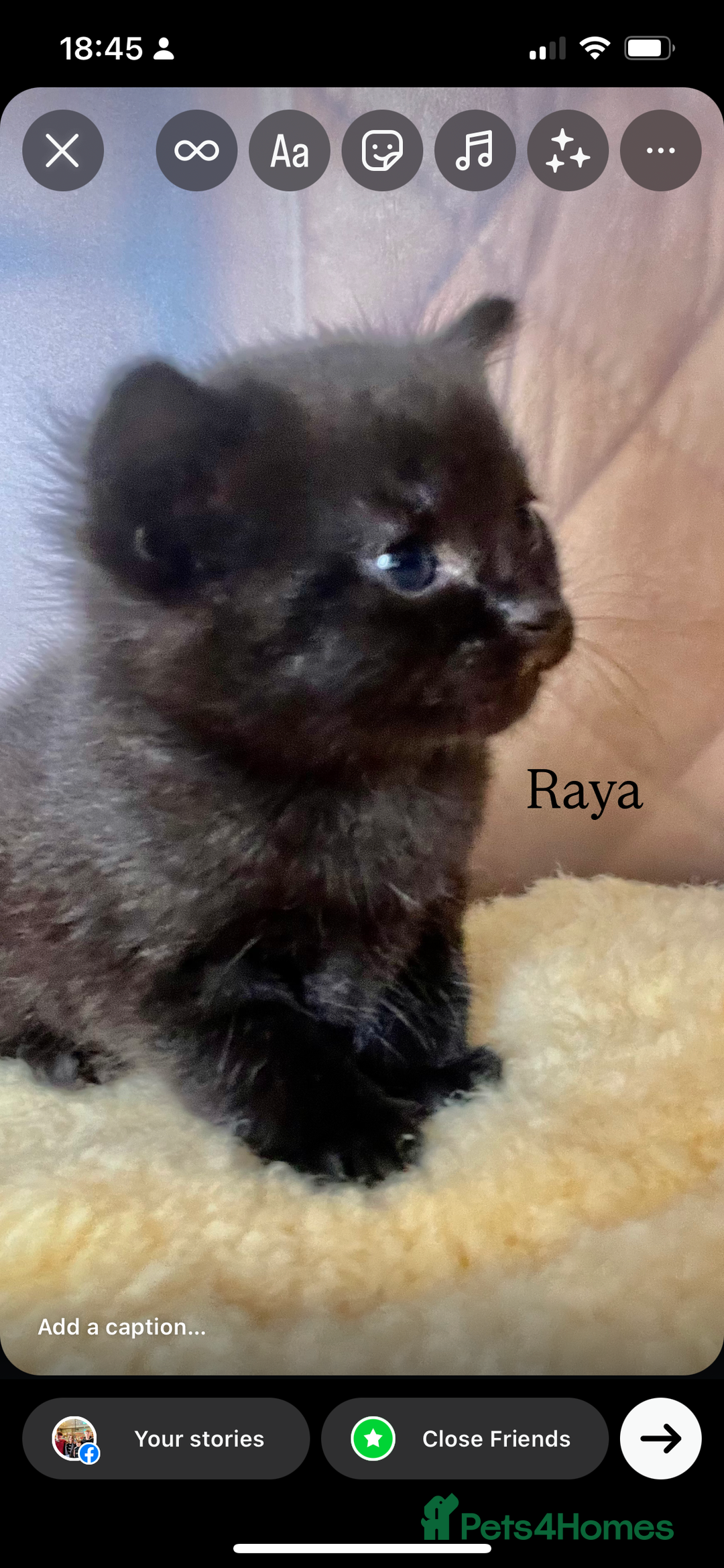 Maine Coon cats for sale: Maine coon cross kittens  - Image 6