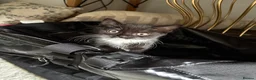 British Shorthair cats for sale: British shorthair cross kittens  - Advert 6
