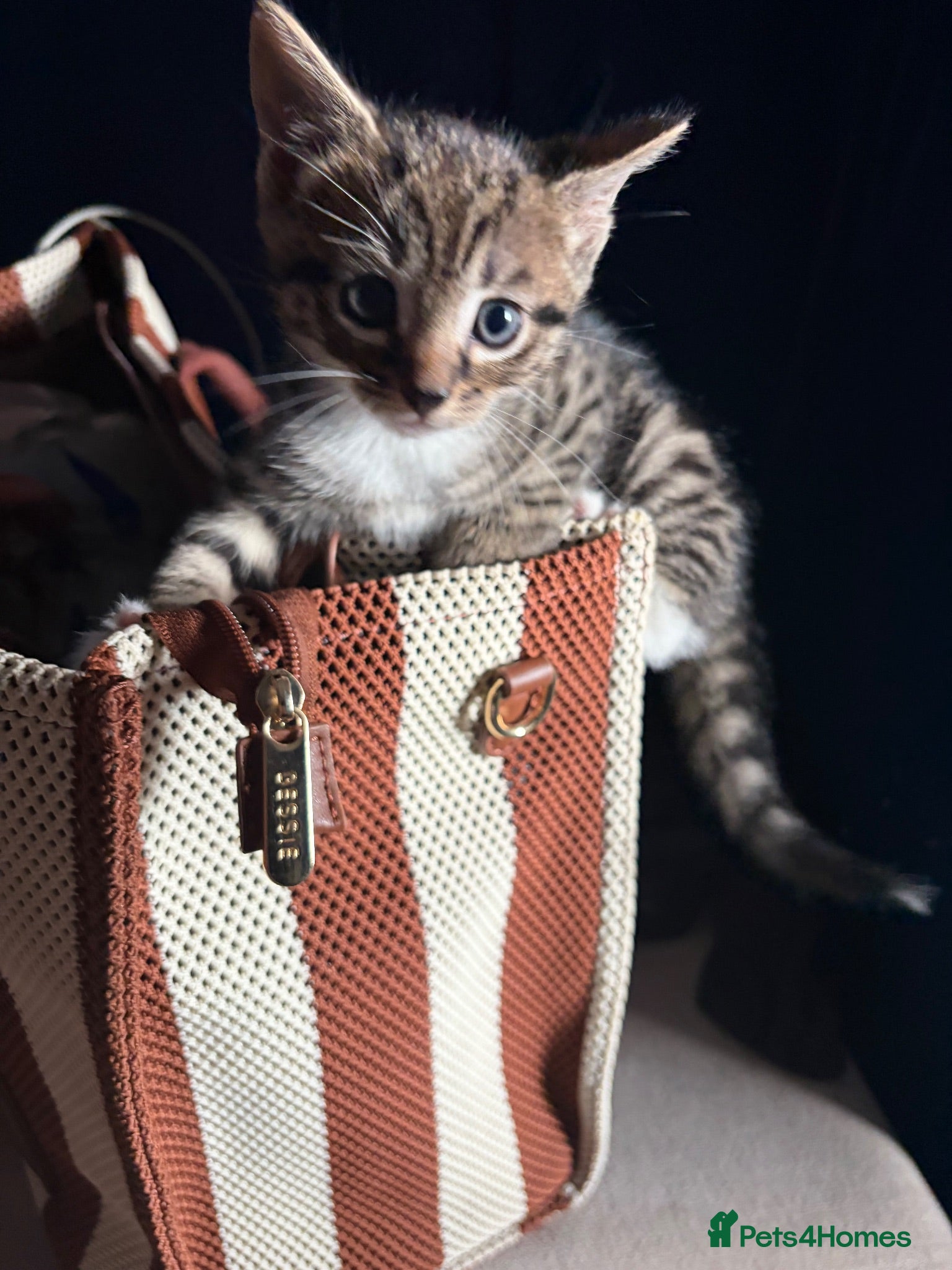 Mixed Breed cats Bengal x girl left - Advert 7