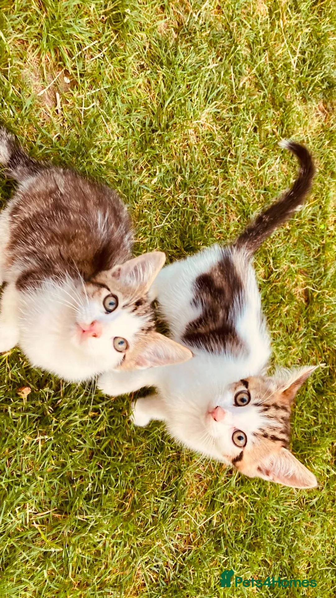 Mixed Breed cats for sale: Cute and energetic kittens - Advert 4