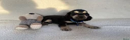 Cocker Spaniel dogs for sale: Show type cocker spaniels in Ipswich - Advert 9