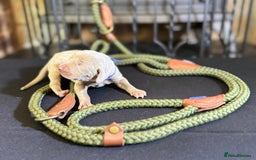 Weimaraner dogs for sale: 🐾Adorable KC Registered Weimaraner Puppies🐾 - Image 11
