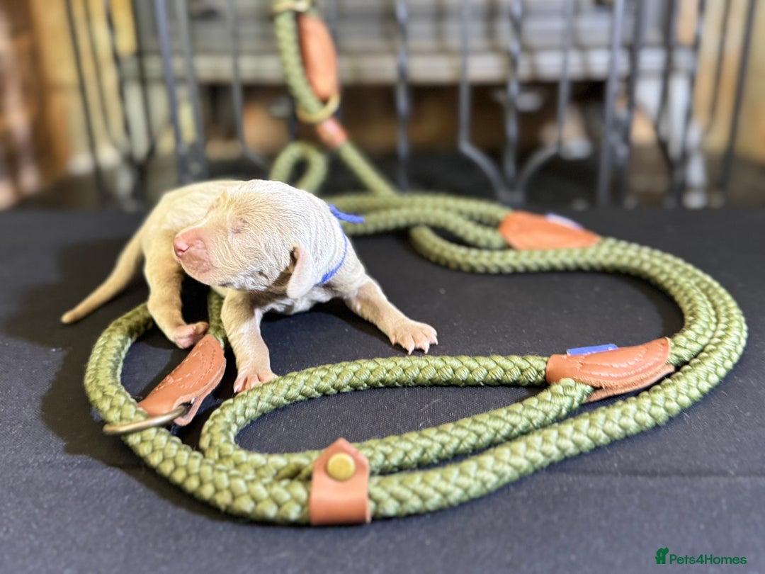 Weimaraner dogs for sale: 🐾Adorable KC Registered Weimaraner Puppies🐾 - Image 11
