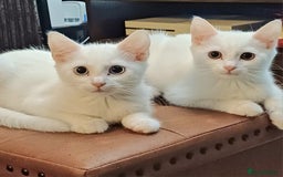 Mixed Breed cats for sale: White ragdoll x turkish angora kittens - Image 1