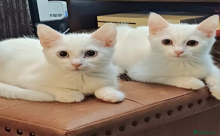Mixed Breed cats - Advert 2