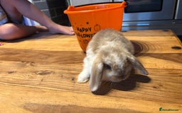 Mini Lop rabbits for sale: Mini lop babies  - Image 3