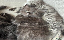 Persian cats for sale: Persian / British shorthair mix 🩷8 weeks old 🩷 - Image 23