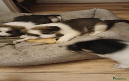 Border Collie dogs for sale: My babies  - Image 21