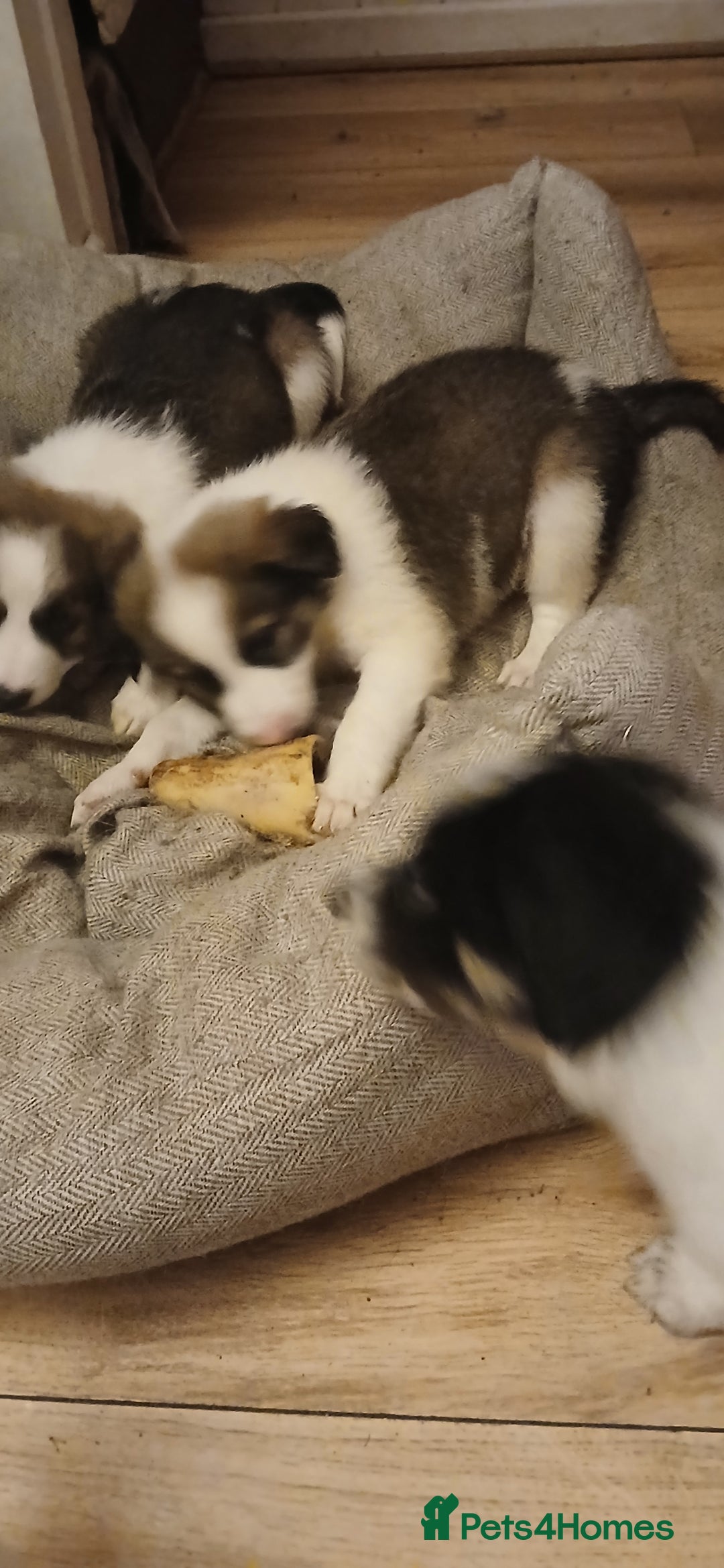 Border Collie dogs for sale: My babies  - Image 21