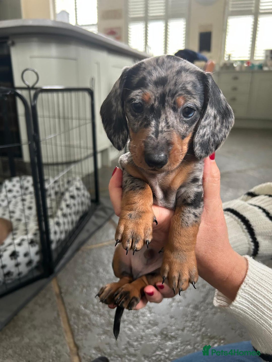 Dachshund dogs for sale: Miniature Dachsund Puppies  - Image 6
