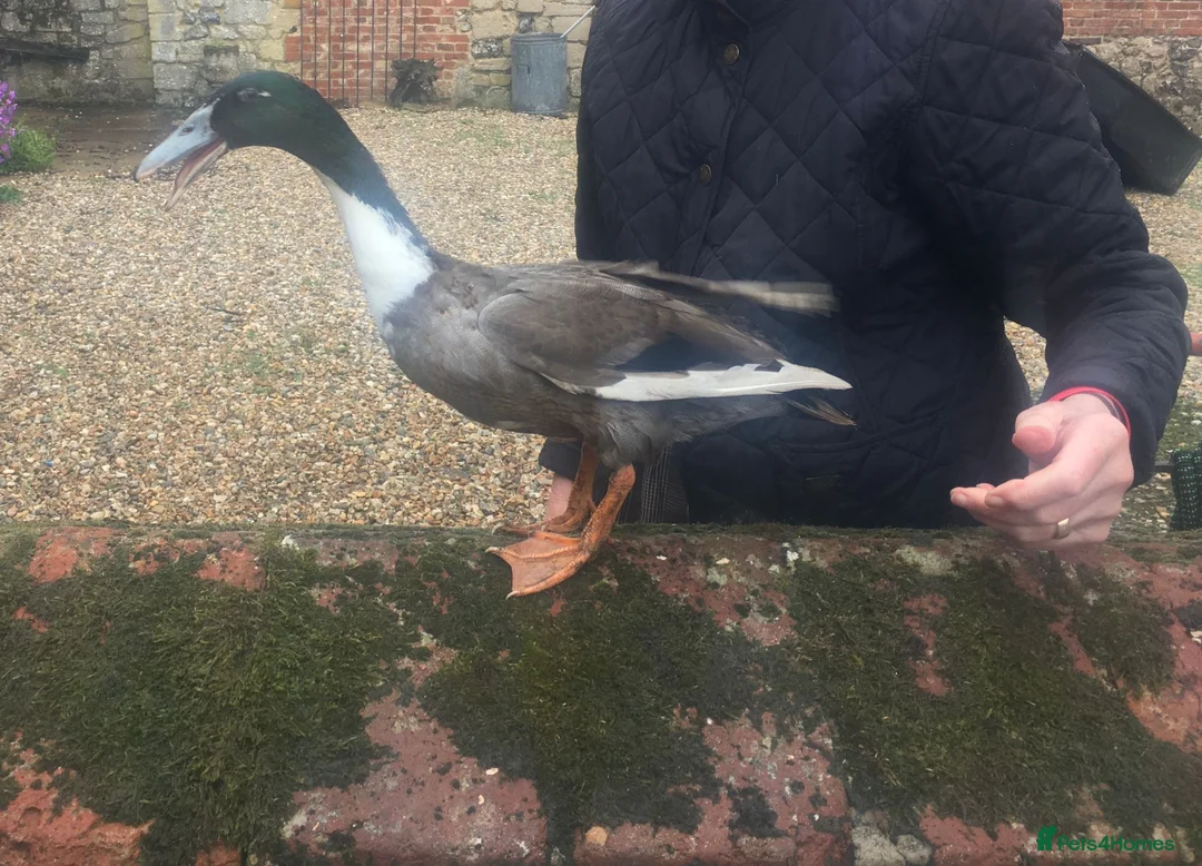Ducks poultry for sale: Dutch Hookbill Ducklings - Advert 6