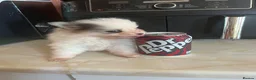 Pomsky dogs for sale: Pomsky Puppies - Advert 7