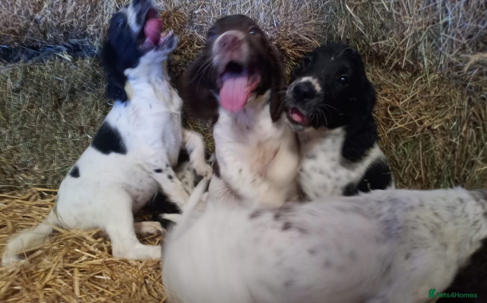 English Springer Spaniel dogs Springer spaniel pubs  - Advert 1