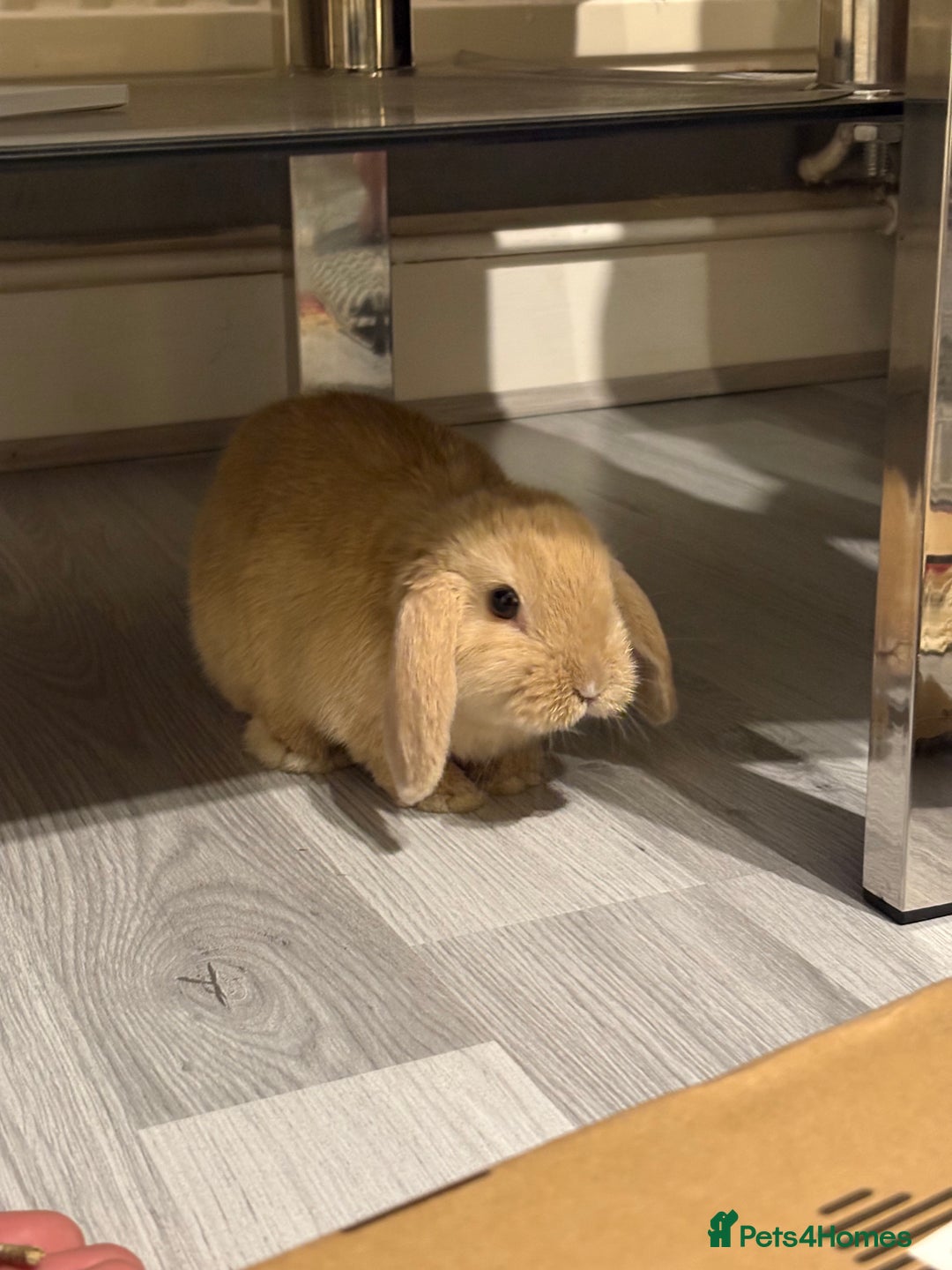 Mini Lop rabbits for sale: Mini lop for sale 8 weeks - Advert 2