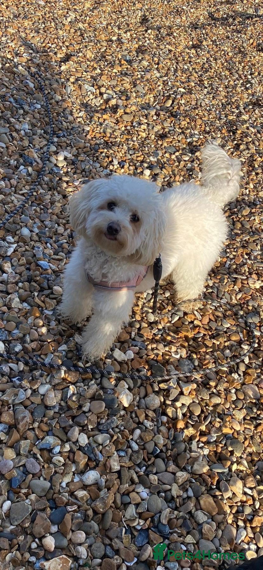 Cavapoo dogs for sale: Beautiful F1b Cavapoo girl  - Image 11