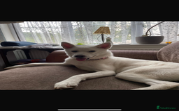 Mixed Breed dogs for sale: Huskita X Border Collie mix - Image 10