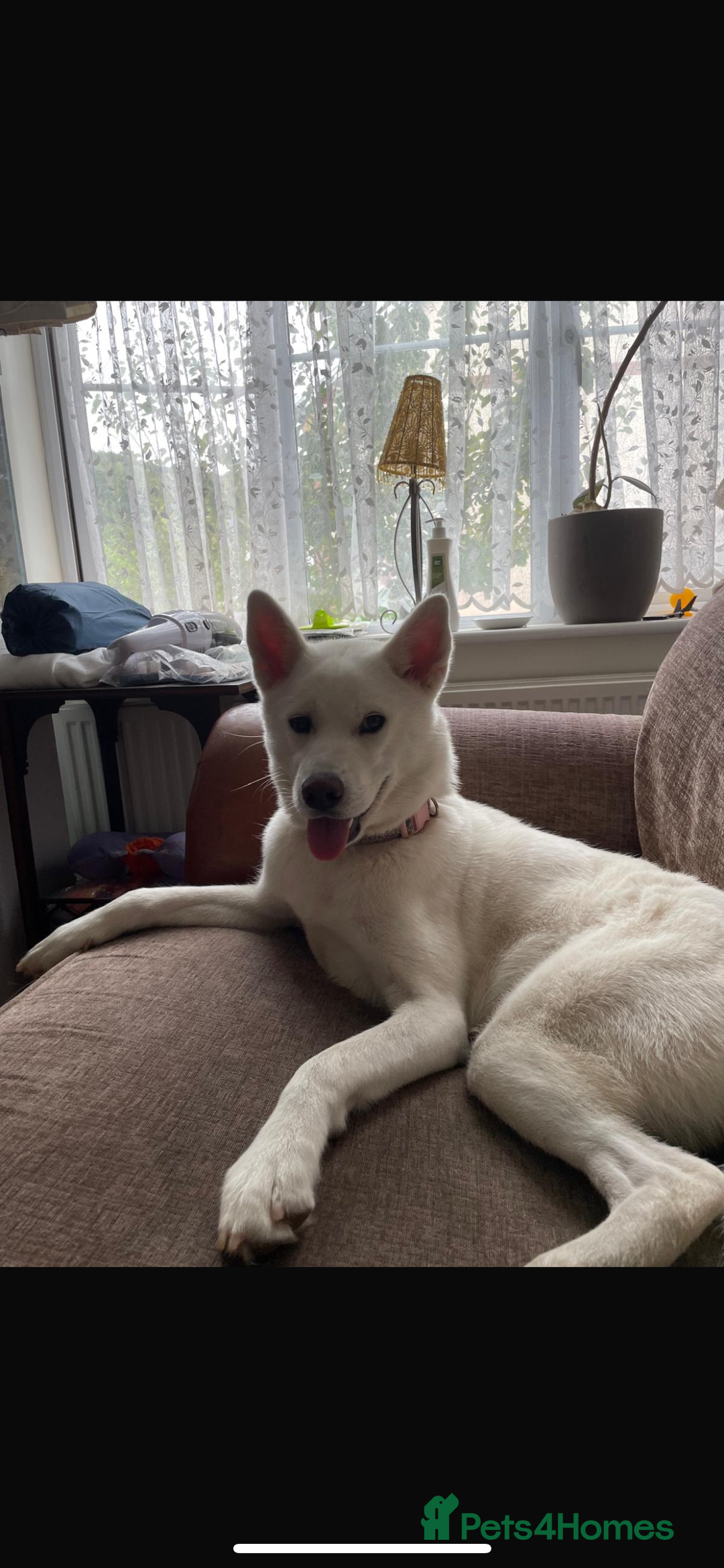Mixed Breed dogs for sale: Huskita X Border Collie mix - Image 10