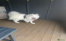 Samoyed dogs for sale: Samoyed looking for his forever home - Image 4