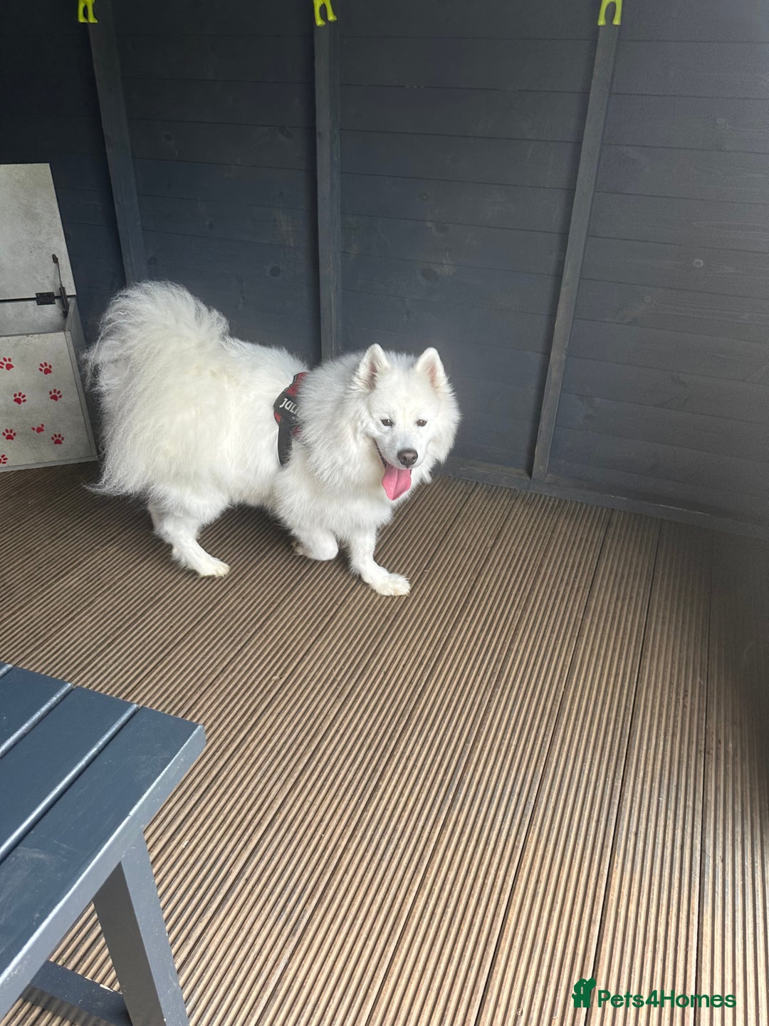 Samoyed dogs for sale: Samoyed looking for his forever home - Image 4
