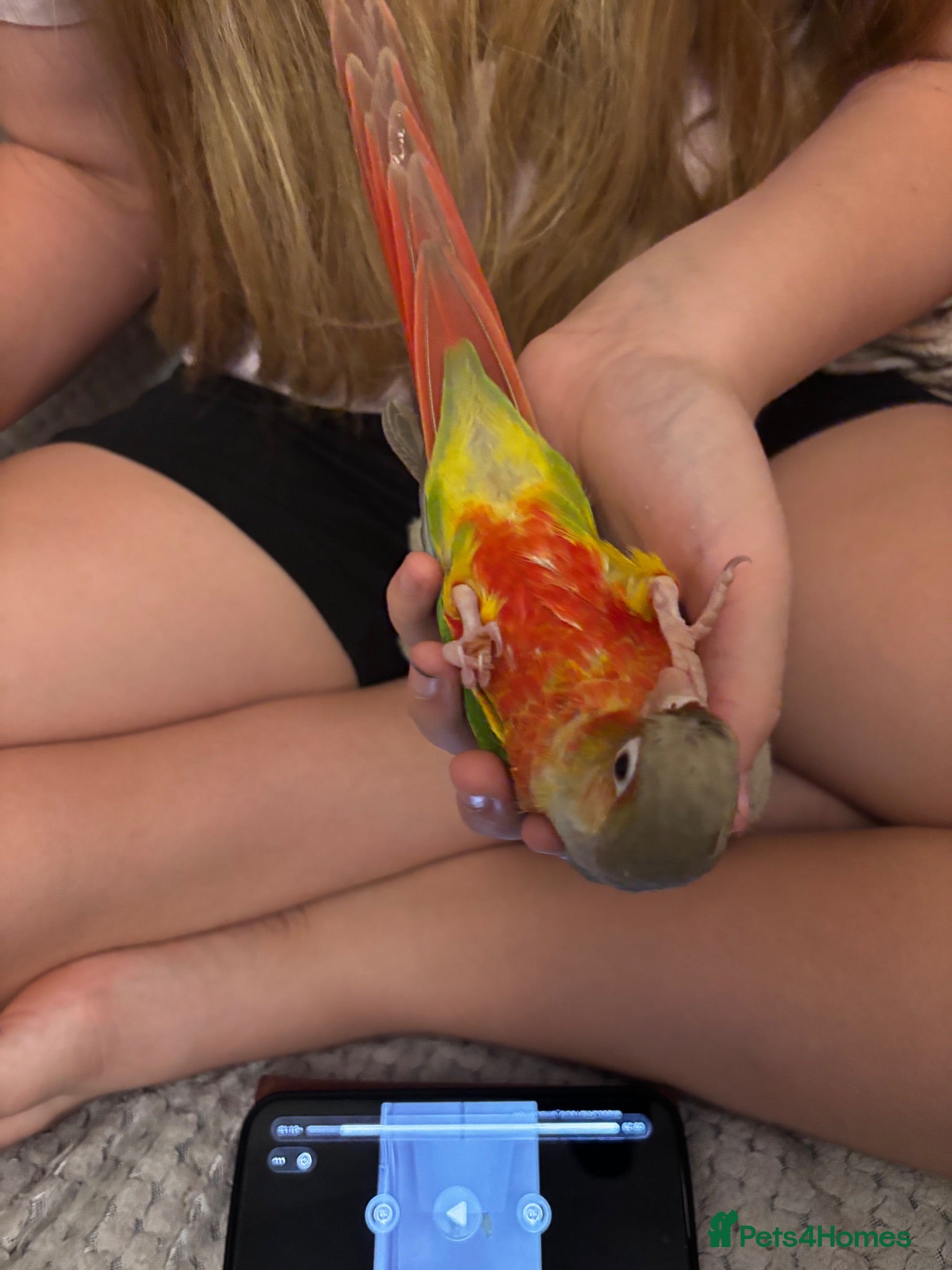 Parrots birds Handreared pineapple conures silly tameny  - Advert 13