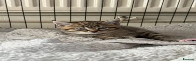 Female tabby kitten 