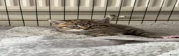 Mixed Breed cats for sale: 2 kittens for sale 🩵🩷 - Advert 13