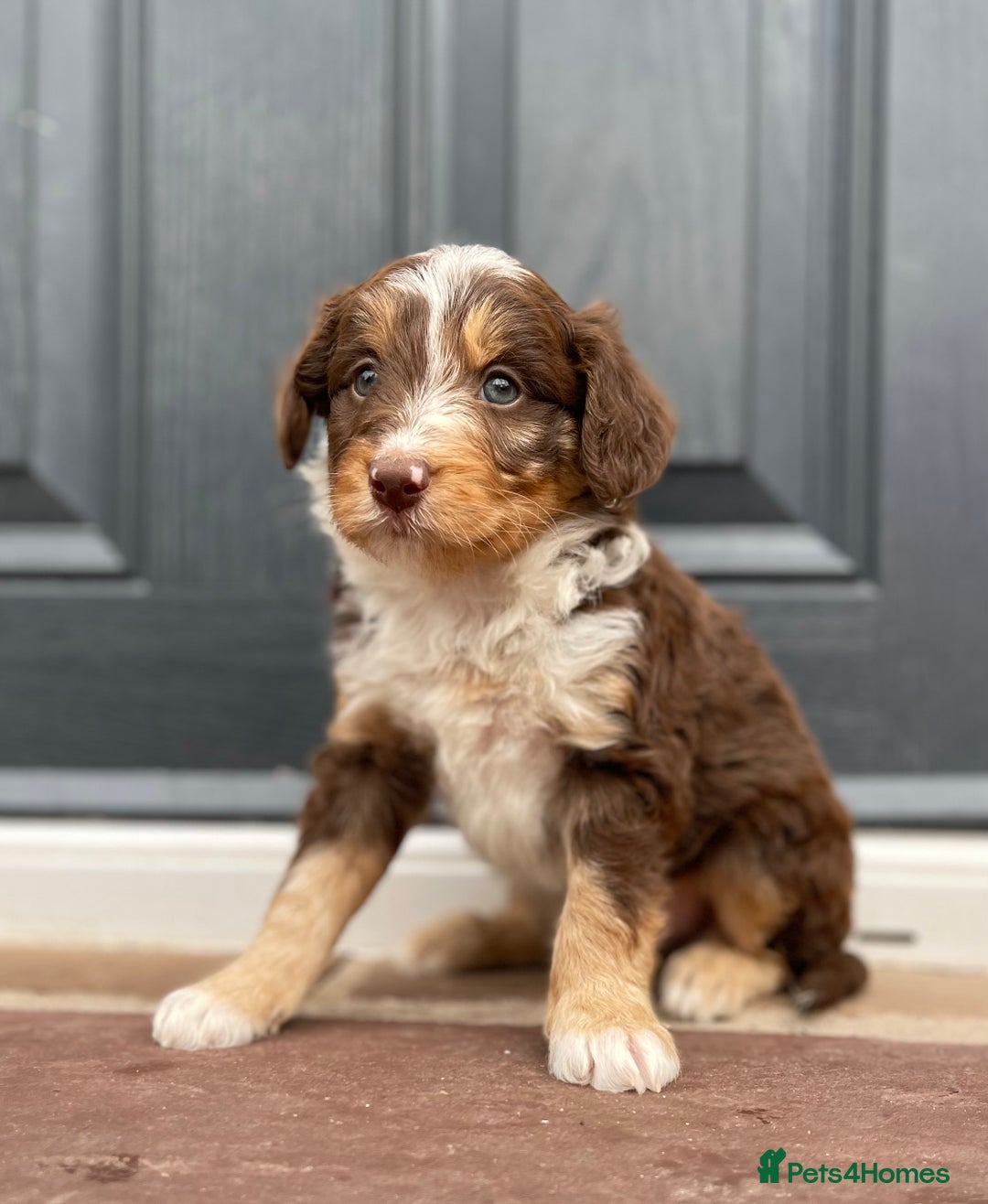 Bordoodle dogs for sale: OUTSTANDING *TRI COLOUR* MINIATURE BORDOODLES - Image 40