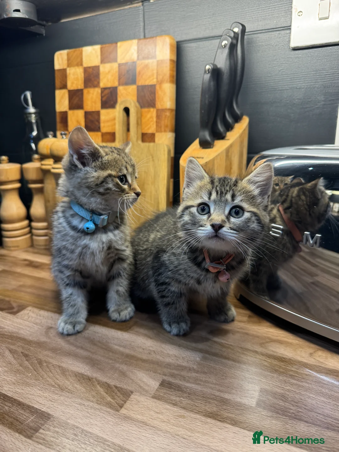 Mixed Breed cats for sale: Kittens needing to be rehomed  - Advert 2