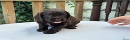 Cocker Spaniel dogs for sale: Working cocker spaniel puppies for sale - Advert 18