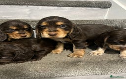 Cocker Spaniel dogs for sale: Show Cocker Puppies - Image 7