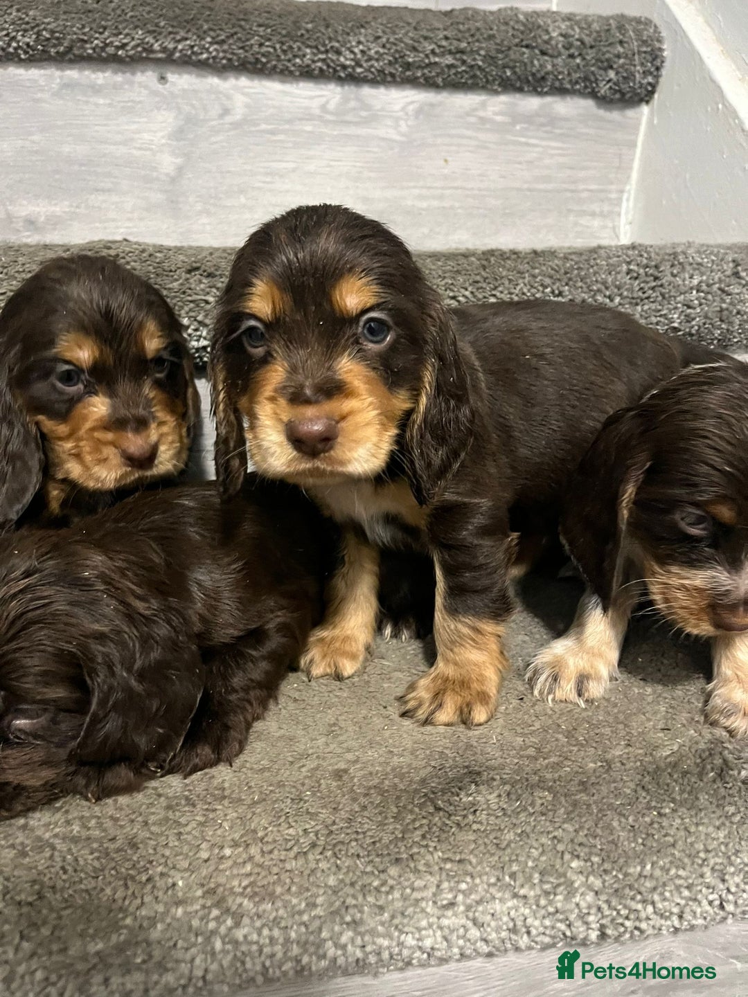 Cocker Spaniel dogs for sale: Show Cocker Puppies - Image 7
