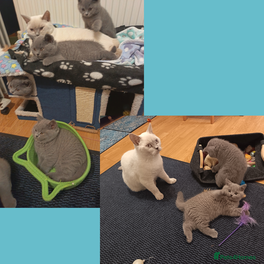 British Shorthair cats for sale: British Shorthair Kittens –Available now - Advert 10